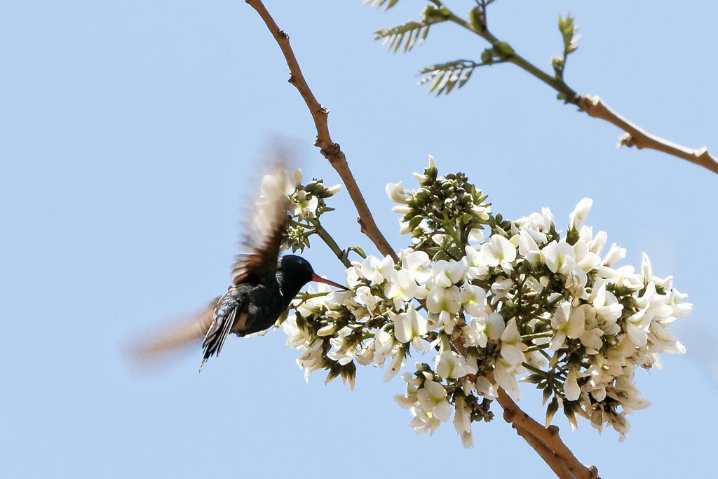 Centro Ecoturistico Flor De Pochote El Pochote Dış mekan fotoğraf